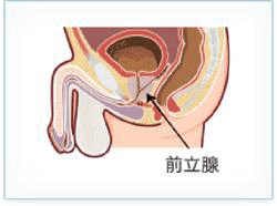 1.前立腺の位置・機能