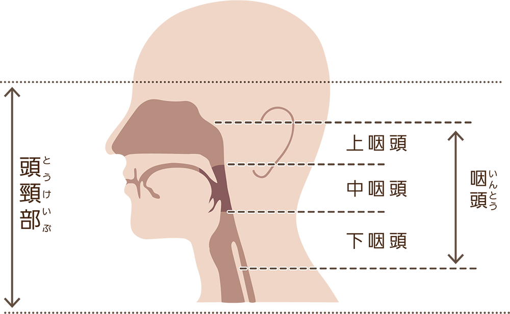頭頸部と中咽頭