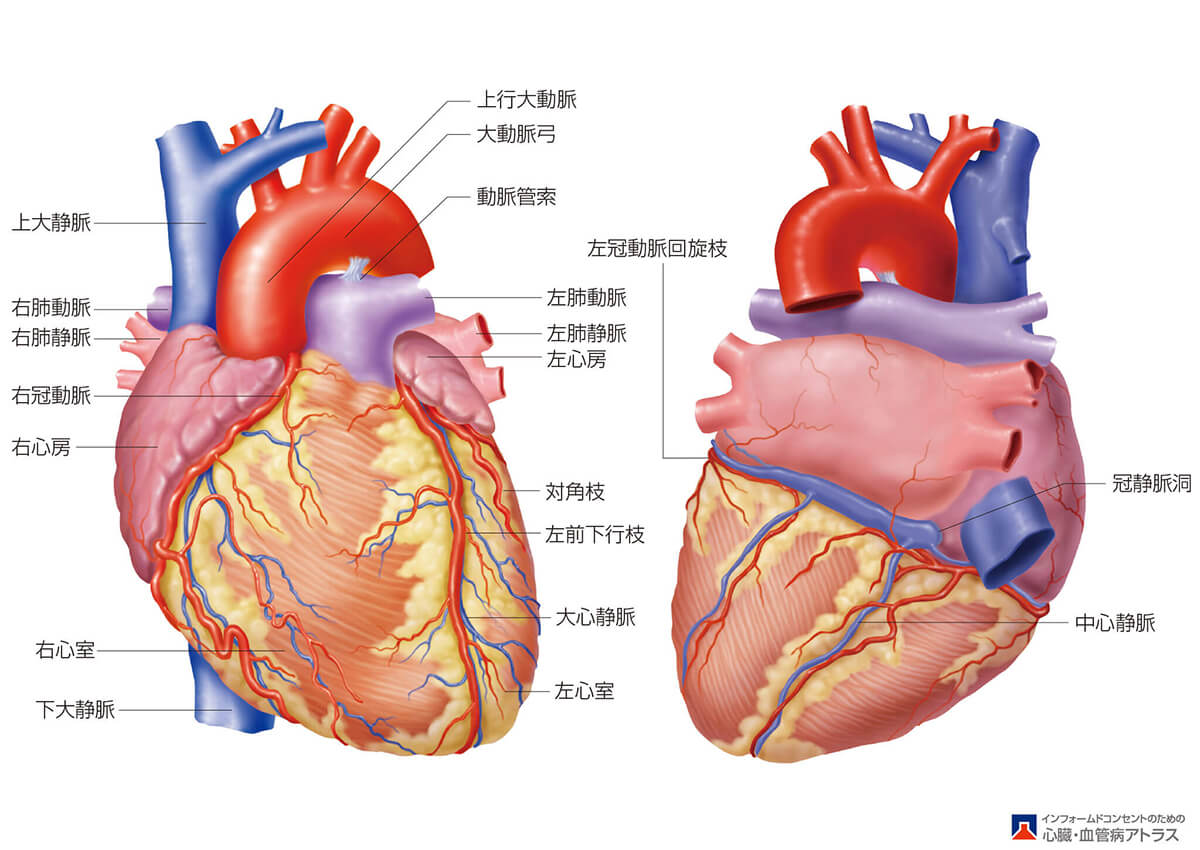 急性心筋梗塞：循環器内科 | 上尾中央総合病院