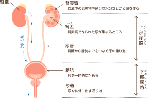 腎臓から尿道までの尿の通り道を示した図。腎臓の腎実質で尿が作られ、腎盂に集まり、尿管を通って膀胱に運ばれ、尿道から体外へ排出される。図は『上部尿路(腎臓・腎盂・尿管)』と『下部尿路(膀胱・尿道)』に分けて説明されている。